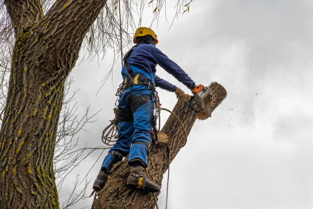 Trusted Glenwood, GA Tree Service Experts